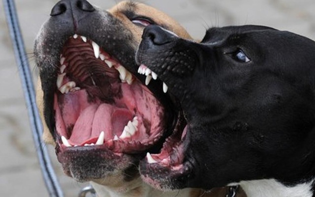 Hàn Quốc: Nuôi chó dữ phải xin phép chính quyền địa phương