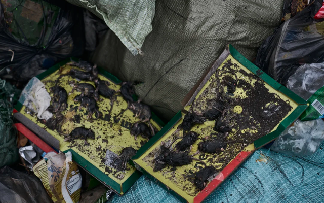 Chuột bị bẫy la liệt trong một chiến hào ở Bakhmut, Ukraine hồi tháng 10/2023. Ảnh: Getty Images