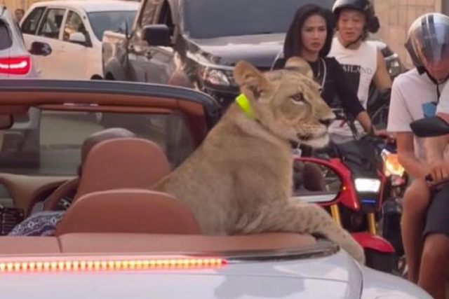 Sư tử cưỡi siêu xe Bentley dạo phố gây tranh cãi ở Thái Lan - Ảnh 1.
