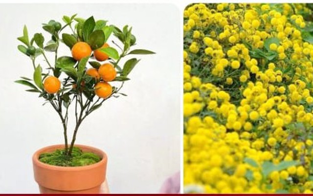 3 loại cây vừa có thể làm thuốc vừa hấp thu được độc tố trong không khí