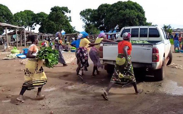 Loại lá ở Việt Nam không ai nhòm ngó, sang châu Phi được thương lái tranh mua như đặc sản