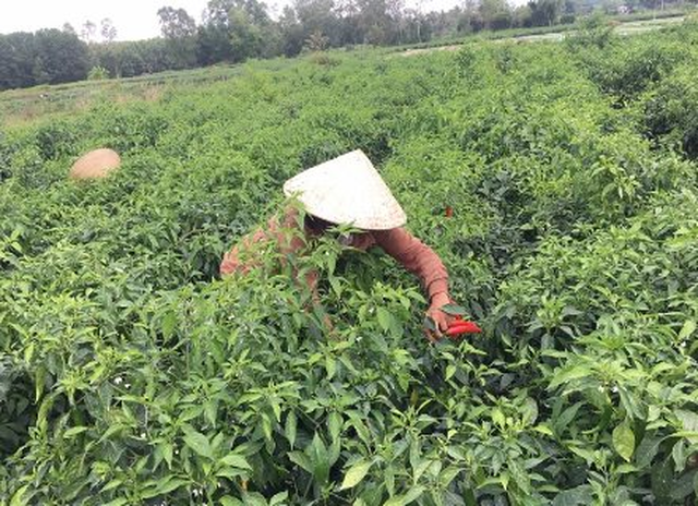 Lào, Trung Quốc mê mệt loại quả 'nhỏ nhưng có võ' này: Việt Nam sở hữu 2 vựa khổng lồ, sản lượng mỗi năm hàng trăm nghìn tấn