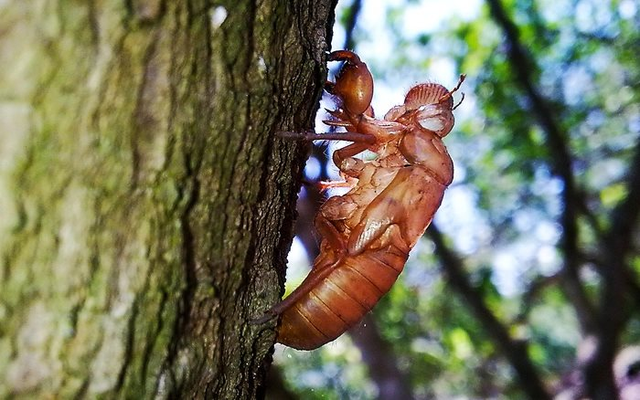 Một huyền thoại trên sàn chứng khoán lột xác ngoạn mục nhờ “chơi” TikTok lên xu hướng, giá cổ phiếu bật tăng phi mã 110% sau 2 tuần