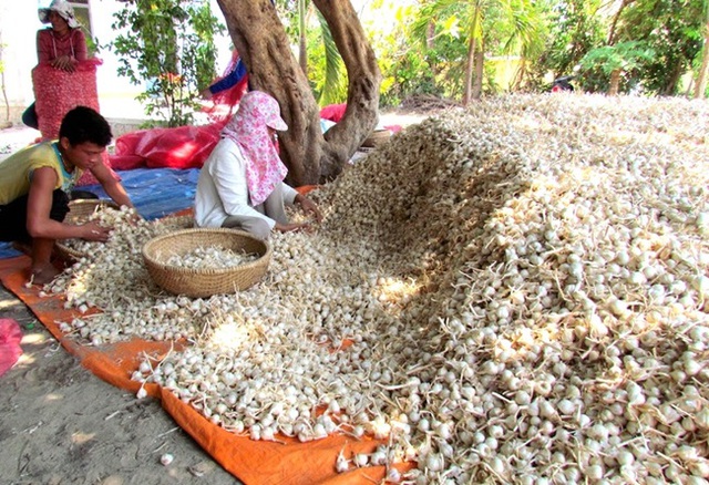 Loại củ người Việt để ở xó bếp được Trung Quốc mua nhiều, danh y Hoa Đà coi là 'kho báu' Loại củ người Việt để ở xó bếp được Trung Quốc mua nhiều, danh y Hoa Đà coi là 'kho báu'