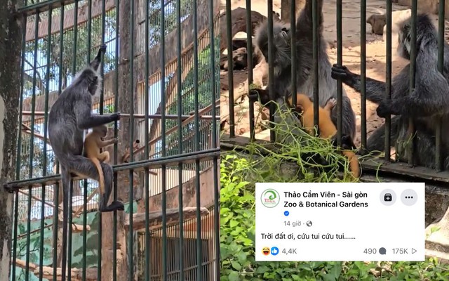 Thảo Cầm Viên cầu cứu vì tiếp tục vướng vào "scandal" Thảo Cầm Viên cầu cứu vì tiếp tục vướng vào "scandal"