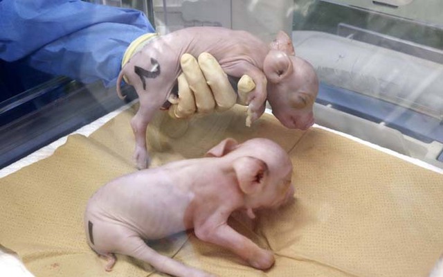 Hai con lợn con được nhân bản nhằm mục đích lấy nội tạng phù hợp cấy ghép cho người. Ảnh: Kyodo