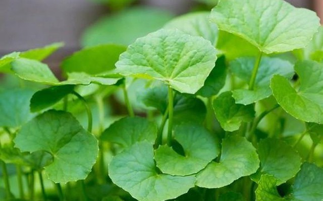 1 loại rau xanh người Ấn Độ coi là “thuốc bổ”, ở Việt Nam mọc đầy vườn: Là “insulin tự nhiên” giúp hạ đường huyết, lưu thông máu