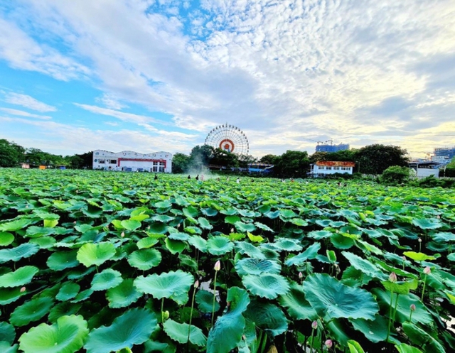 UBND phường Quảng An (quận Tây Hồ, TP. Hà Nội) đang lựa chọn tổ chức đấu giá cho thuê hơn 35.000m2 đất để trồng sen, giá khởi điểm chỉ 8.820 đồng/m2/năm. Ảnh minh hoạ