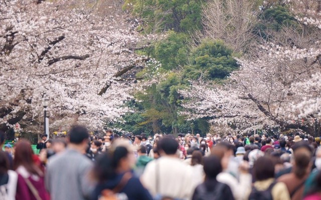 Lạm phát và hoa anh đào: Những tác động khiến việc ngắm quốc hoa của nước Nhật đang thay đổi, người dân “tính nhẩm” từng đồng