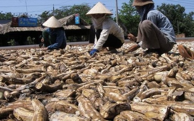 'Vựa lúa dưới lòng đất' của Việt Nam được Malaysia đổ tiền thu mua hàng nghìn tấn: xuất khẩu tăng 3 chữ số, Trung Quốc rốt ráo săn lùng