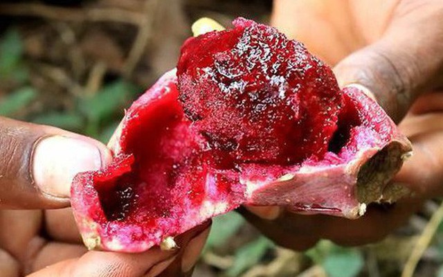 1 loại quả ngọt mát là “insulin tự nhiên”, tốt hơn ăn nhân sâm, tổ yến: Hạ đường huyết, “dưỡng gan” và xương hiệu quả lại có sẵn ở Việt Nam