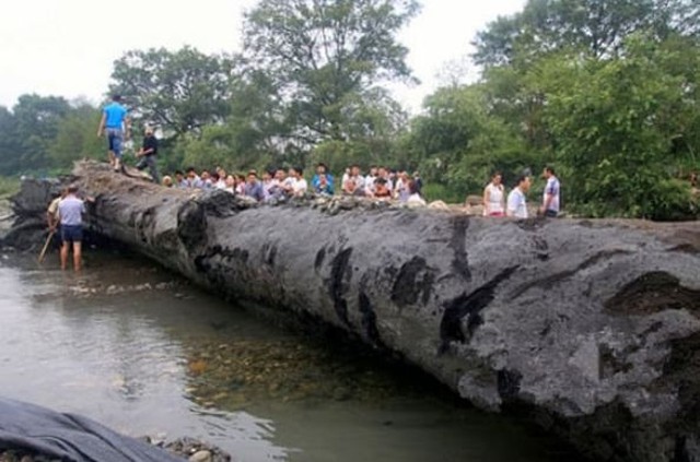 Người đàn ông "khoe" đào được cây gỗ dài 24m tỏa mùi thơm bên bờ sông: Chuyên gia khẳng định đó là báu vật đáng giá 1.752 tỷ đồng