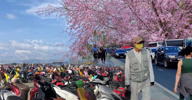 Cập nhật tình hình du lịch dịp lễ khắp mọi miền: Đổ xô ngắm hoa mai anh đào nở kỳ lạ giữa hè Đà Lạt, đảo Phú Quý đông đúc khách