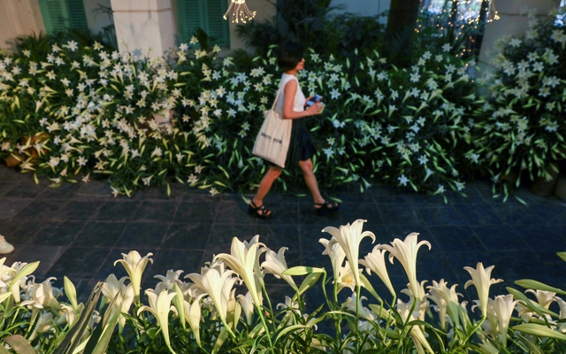 Cả nghìn người check-in tại con đường 5.000 bông hoa giữa thủ đô: Loài hoa “nữ hoàng tháng 4” của người Hà Nội