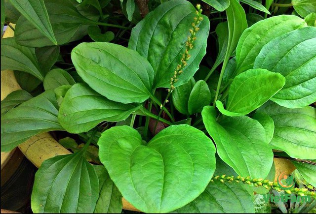 Việt Nam có 1 loại lá mọc dại, pha với nước thành thuốc quý cho thận, hạ đường huyết, thanh nhiệt giải độc cực tốt- Ảnh 1.