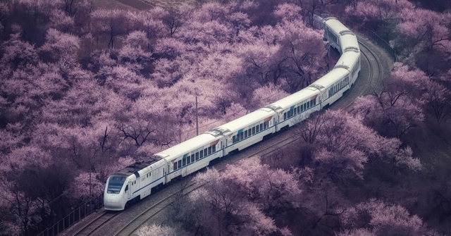 Hình ảnh đoàn tàu chạy vào biển hoa gây sốt cõi mạng Trung Quốc: Tưởng sản phẩm AI, nhưng là cảnh thật rất nổi tiếng