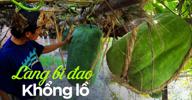 Sự thật ít ai biết về làng bí đao khổng lồ ở Bình Định, có quả nặng tới 80kg 2 người khiêng mới xuể Sự thật ít ai biết về làng bí đao khổng lồ ở Bình Định, có quả nặng tới 80kg 2 người khiêng mới xuể