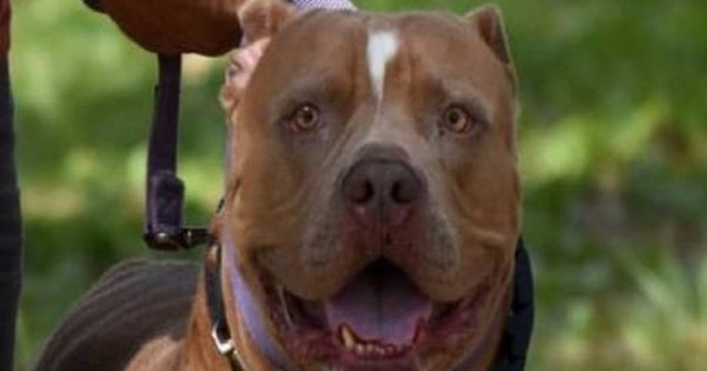 Để chó pitbull chơi cùng trẻ con, người đàn ông hối không kịp