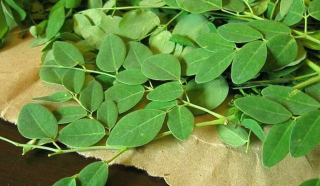 Việt Nam có 1 loại lá phơi khô là thảo dược quý giúp kiểm soát đường huyết, giảm huyết áp, ngăn ngừa thiếu máu- Ảnh 5.