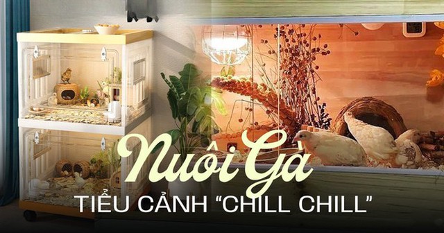 Giống gà nhỏ nhất thế giới đang gây sốt: Không cần về quê vẫn có thể "vui thú điền viên" ngay tại nhà!