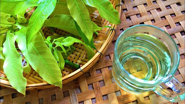 Việt Nam có 3 loại lá phơi khô pha nước tốt ngang nhân sâm, tổ yến: Hạ đường huyết, dưỡng thận, giảm mỡ máu hiệu quả- Ảnh 2.