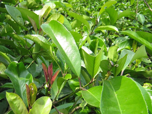 Loại lá phơi khô sẵn có ở Việt Nam là vị thuốc quý giúp hạ đường huyết, giảm mỡ máu, mát gan, tiêu hóa khỏe- Ảnh 1.