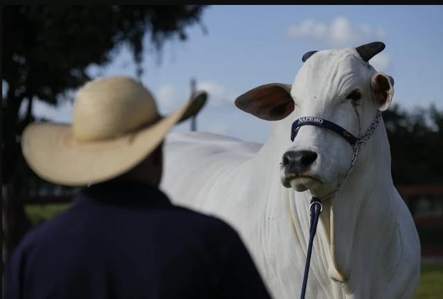 "Cô" bò đắt nhất thế giới được bán với giá 100 tỷ đồng: Nữ hoàng trong thế giới bò nái và khát vọng nâng tầm nông nghiệp của quốc gia G20
