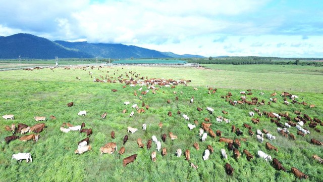 Sau ít năm làm nông nghiệp, Thaco Agri của tỷ phú Trần Bá Dương có tài sản tăng vọt lên hơn 51.000 tỷ, vượt Vincom Retail, gần bằng Vinamilk, Becamex IDC- Ảnh 1.