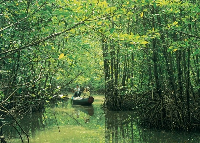 Phát hiện “Amazon thu nhỏ” rộng hơn 75.000ha cách TP.HCM 50km: Giá vé từ 445.000 đồng/người, là “ốc đảo xanh” cho những ai thích 