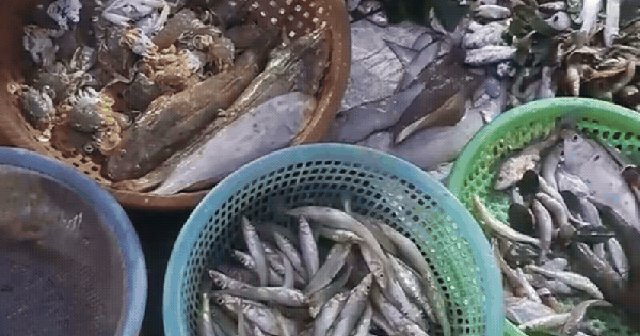 Ghé chợ đầu mối hải sản lớn ở Hải Phòng: Mở từ 1h sáng, cá tôm, cua mực nhảy tanh tách không thiếu thứ gì