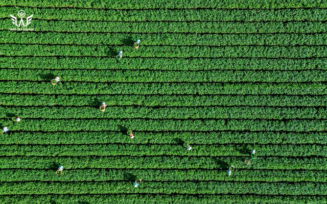 Trà Việt chất lượng cao - hành trình tạo nên túi trà WAO