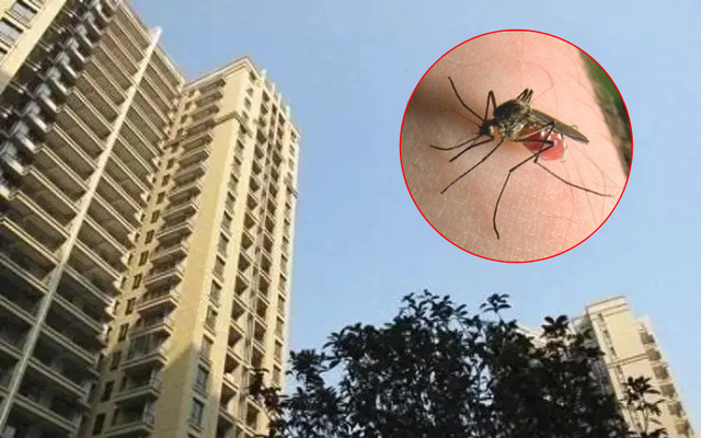 Tầng cao nhất mà muỗi có thể bay tới là tầng nào? Chuyên gia đưa ra câu trả lời: Nhiều người nuối tiếc vì mua sai nhà