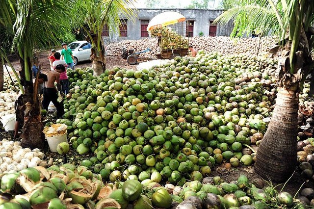 Một loại quả Việt Nam bán đầy đường nhưng ở Trung Quốc nhiều người còn chưa từng thử, liên tục cháy hàng không có mà mua- Ảnh 1.