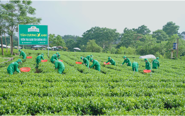 Trà Thái Nguyên Tân Cương Xanh - Hành trình lan tỏa giá trị truyền thống!