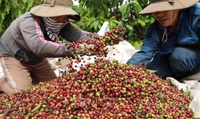 Giá xuất khẩu cà phê thiết lập mức cao kỷ lục