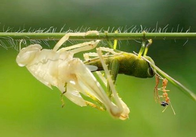 DN bảo hiểm không còn “làm màu”