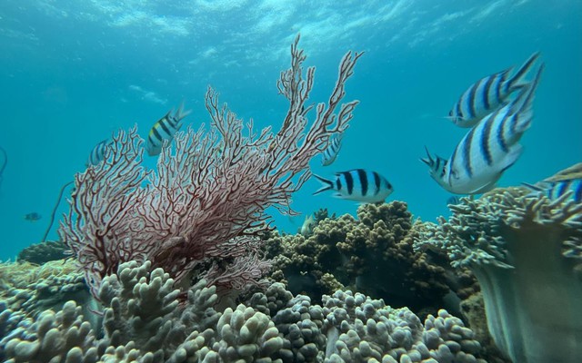 Sở hữu dinh thự biển được tặng “vườn san hô” tại Gran Meliá Nha Trang