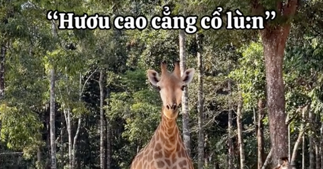 "Vườn thú bất ổn" tại Phú Quốc phát hiện loài mới mang tên "hươu cao cẳng cổ lùn": Nhìn vừa đúng lại vừa sai?