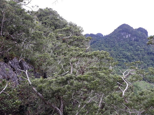 Báu vật hơn 500 năm tuổi được phát hiện từ năm 2004 - giờ đây, lần đầu tiên người dân Việt Nam có thể tận mắt chứng kiến- Ảnh 1. Báu vật hơn 500 năm tuổi được phát hiện từ năm 2004 - giờ đây, lần đầu tiên người dân Việt Nam có thể tận mắt chứng kiến- Ảnh 1.