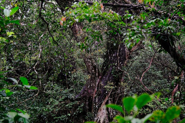 Báu vật hơn 500 năm tuổi được phát hiện từ năm 2004 - giờ đây, lần đầu tiên người dân Việt Nam có thể tận mắt chứng kiến- Ảnh 2. Báu vật hơn 500 năm tuổi được phát hiện từ năm 2004 - giờ đây, lần đầu tiên người dân Việt Nam có thể tận mắt chứng kiến- Ảnh 2.