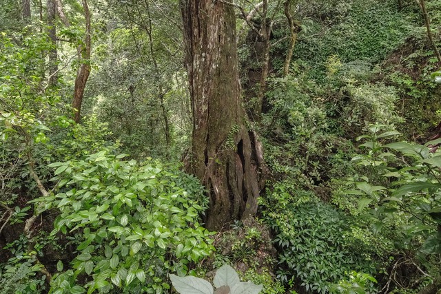 Báu vật hơn 500 năm tuổi được phát hiện từ năm 2004 - giờ đây, lần đầu tiên người dân Việt Nam có thể tận mắt chứng kiến- Ảnh 3. Báu vật hơn 500 năm tuổi được phát hiện từ năm 2004 - giờ đây, lần đầu tiên người dân Việt Nam có thể tận mắt chứng kiến- Ảnh 3.