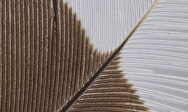 1 thứ nặng chưa tới 10gram nhưng đắt gấp 35 lần giá vàng: Tìm thấy từ 1 cá thể cực kỳ quý hiếm, nghi đã hoàn toàn tuyệt chủng