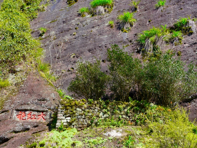 Đặc sản đắt nhất thế giới 30 tỷ/kg, Việt Nam có loại tương tự, ngon không kém và cực kỳ phải chăng- Ảnh 1.