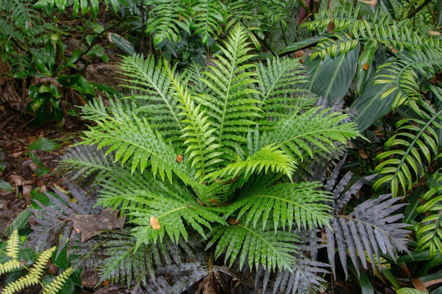 Lần đầu tiên Trung Quốc phát hiện đất hiếm trong cây khiến thế giới sửng sốt, tiềm năng thay đổi tương lai ngành khai khoáng