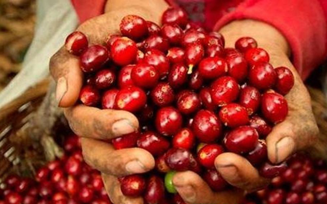 Tổng thống Mỹ cam kết hạ thuế nhập khẩu cà phê nhằm kiềm chế giá tăng