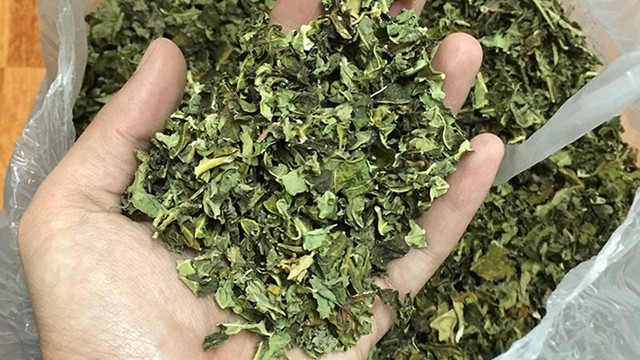 Việt Nam có loại lá được ví như “nhân sâm của người nghèo”: Giúp hạ đường huyết, chống viêm hiệu quả nhưng ít người dùng tới