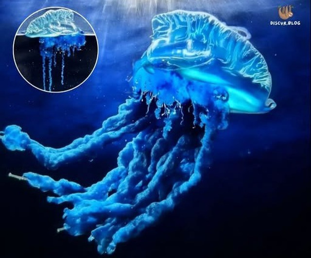 Sứa samurai: Phát hiện mới ở Nhật Bản hé lộ sự dịch chuyển của biển cả trong thời kỳ khí hậu biến đổi