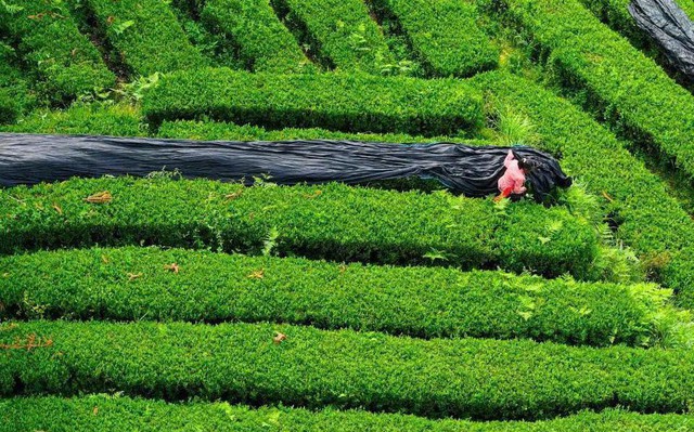 Khủng hoảng nguồn cung Nhật Bản: Matcha Trung Quốc trỗi dậy chiếm 60% thị phần toàn cầu