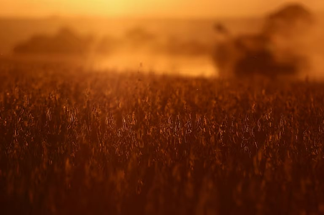 2 tháng liền Trung Quốc không mua dù chỉ 1 hạt mặt hàng then chốt của Mỹ, nông dân trông chờ gì vào tương lai?