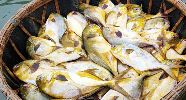 Loại cá "quý tộc” ngon nhất biển cả, giàu đạm gấp đôi trứng gà, ít chất béo xấu: Nấu cực đơn giản vẫn ngon tròn vị